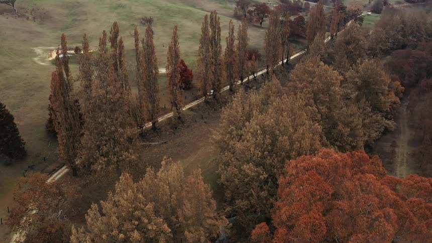Car drives down a rural road surrounded by tall trees