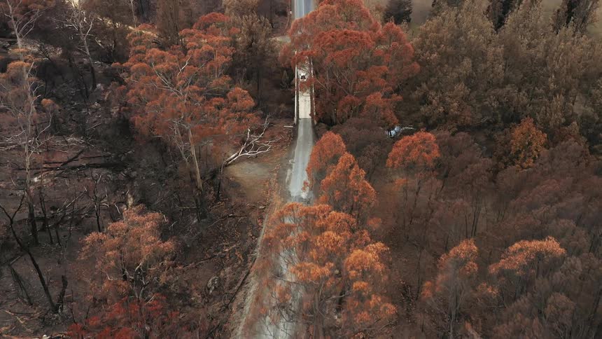 White car drives across a bridge as it passes through a fire damaged forest