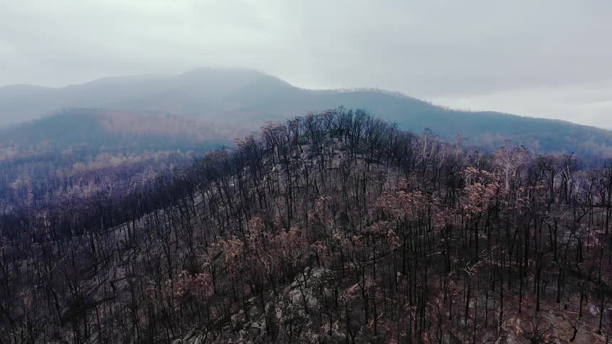 Aerial view of a woods with burnt trees on a cloudy day