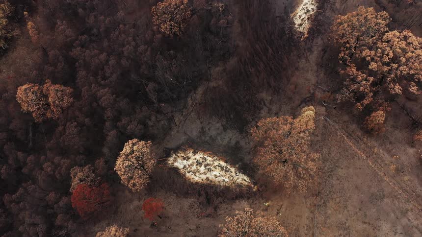 Scorched trees in a forest at day time