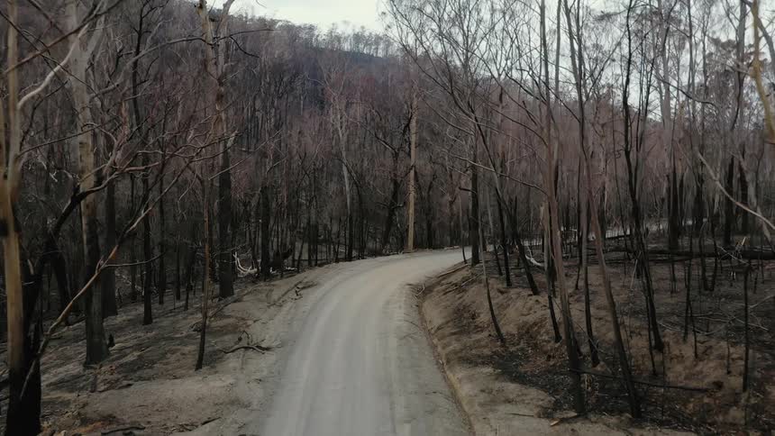 Aerial view of dirt road and burnt trees in the woods