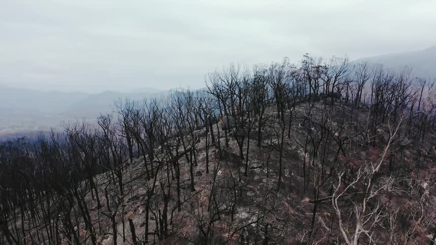 Barren trees cover the top and slope of a hill in the wilderness