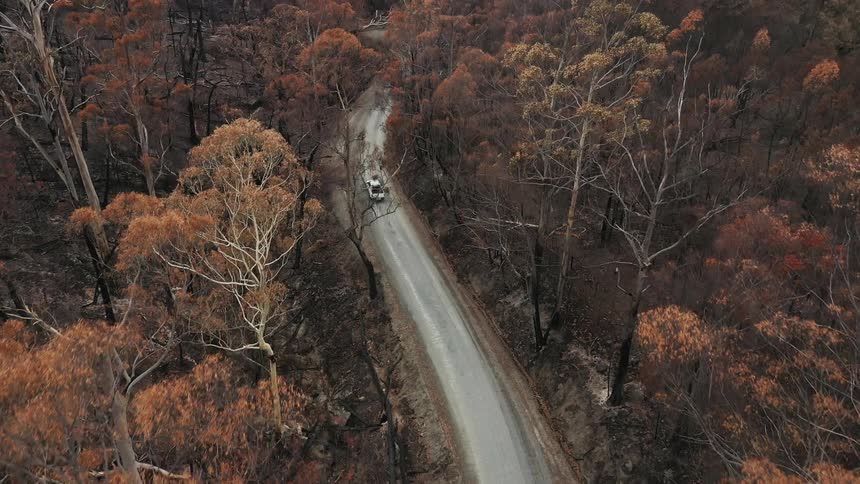 Car driving down a road in a forest