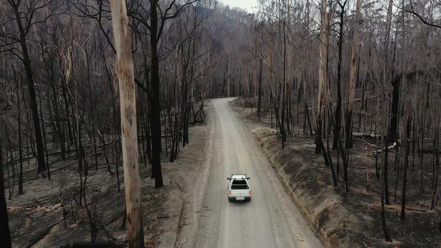 Truck drives down road in rural wooded area with many tall trees around