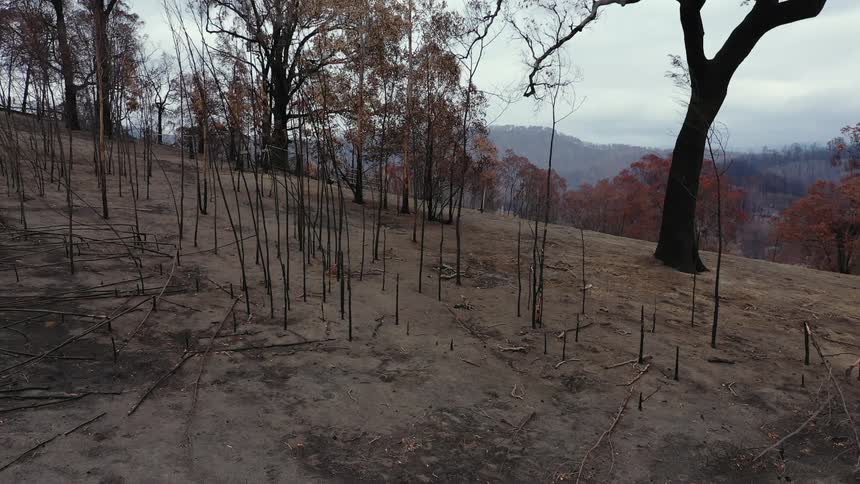 Burnt trees in a forest on a slope on a gloomy day