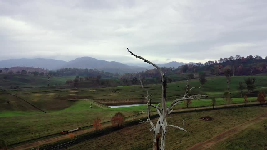 Cattle stand in fields bordered by dirt roads hills and misty mountains