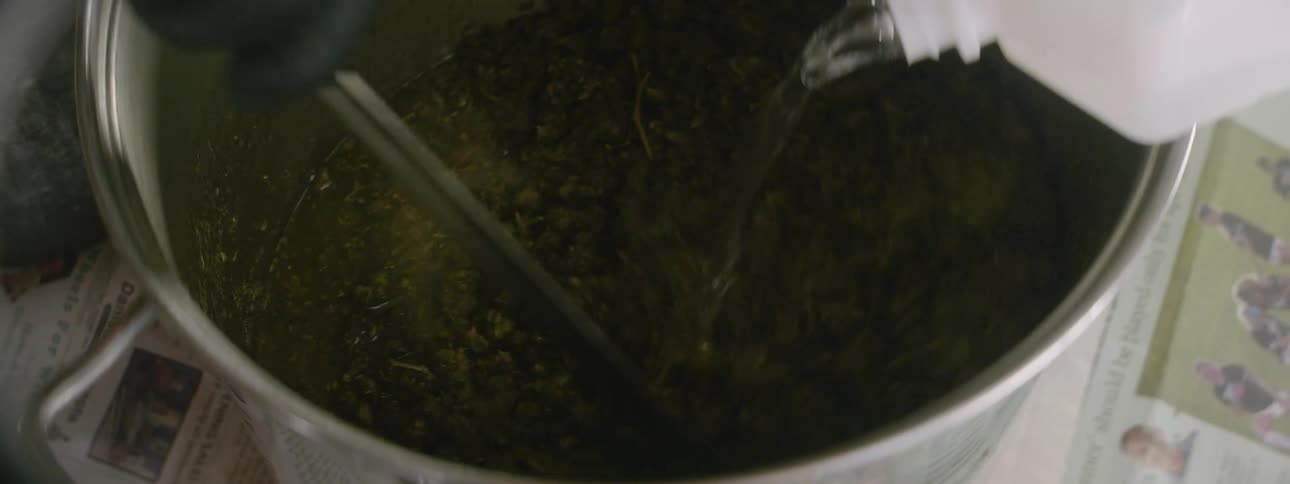 Hand wearing a glove pouring a clear solution into a pot of ground cannabis