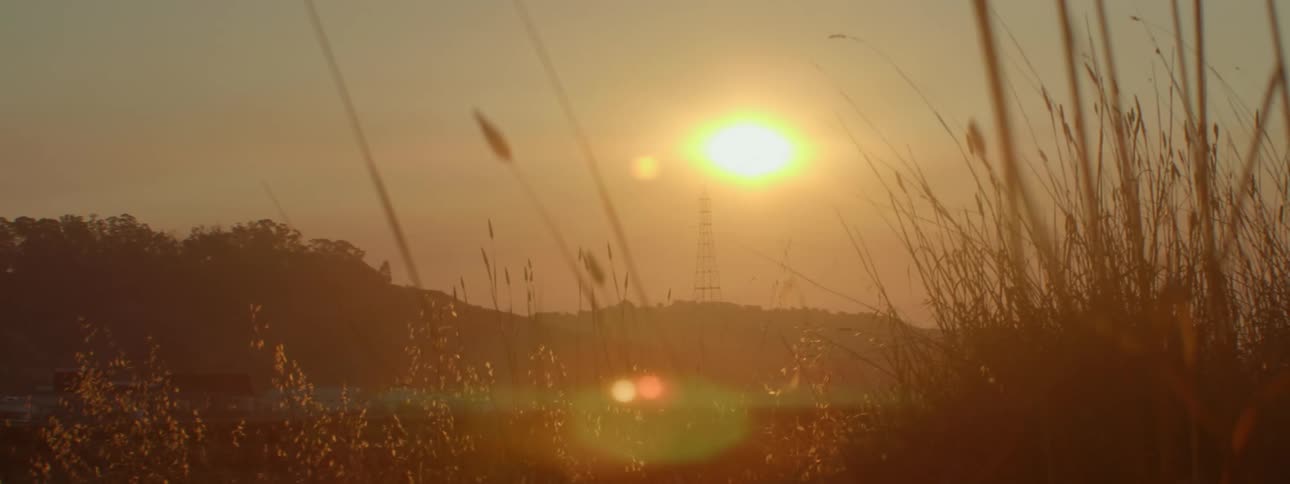 Sun flare shining down on a field of wilderness plants at sunset
