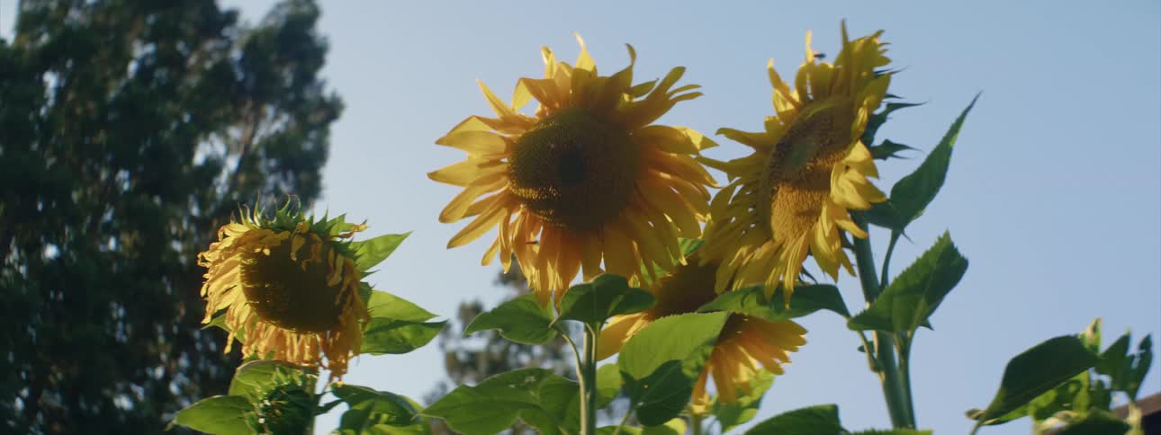 Bees fly around the faces of sunflowers
