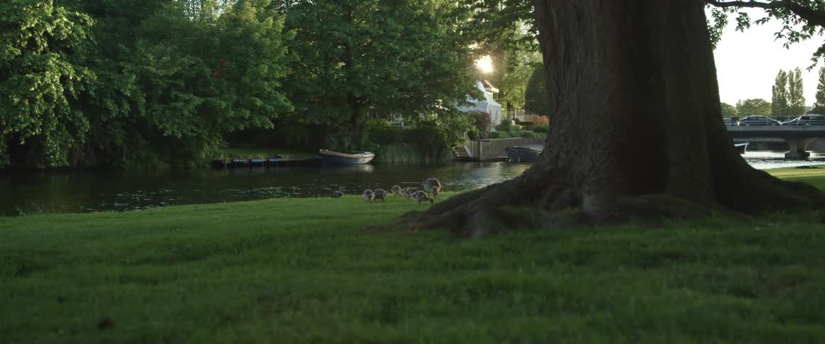 Family of ducks eating insects in grass next to a river