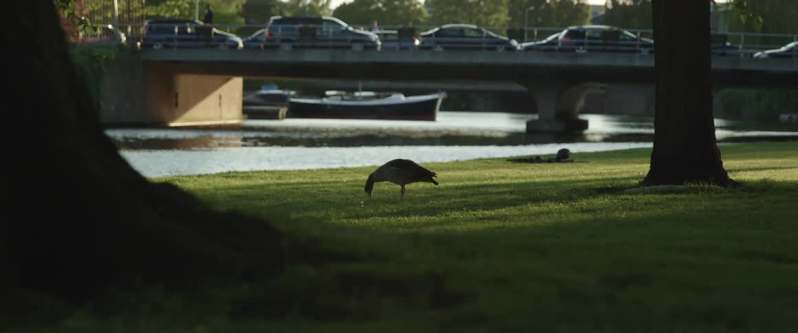 Two ducks grazing on grass in a park near water and a bridge of cars in traffic