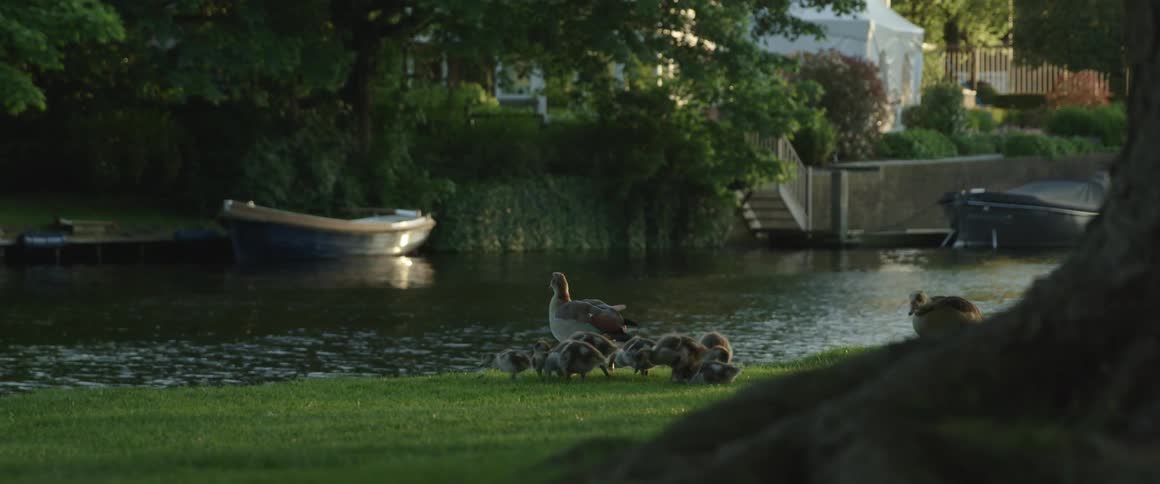 Two adult ducks and several ducklings eat in grassy area next to river behind a big tree with trees boats and houses in the background
