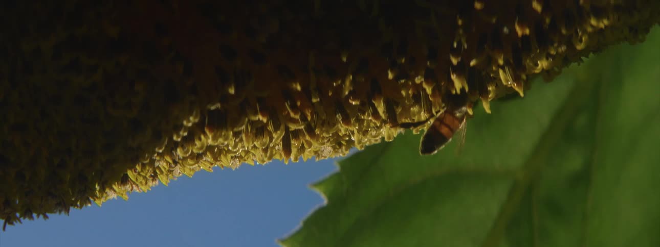 Bee is on sunflower pollinating