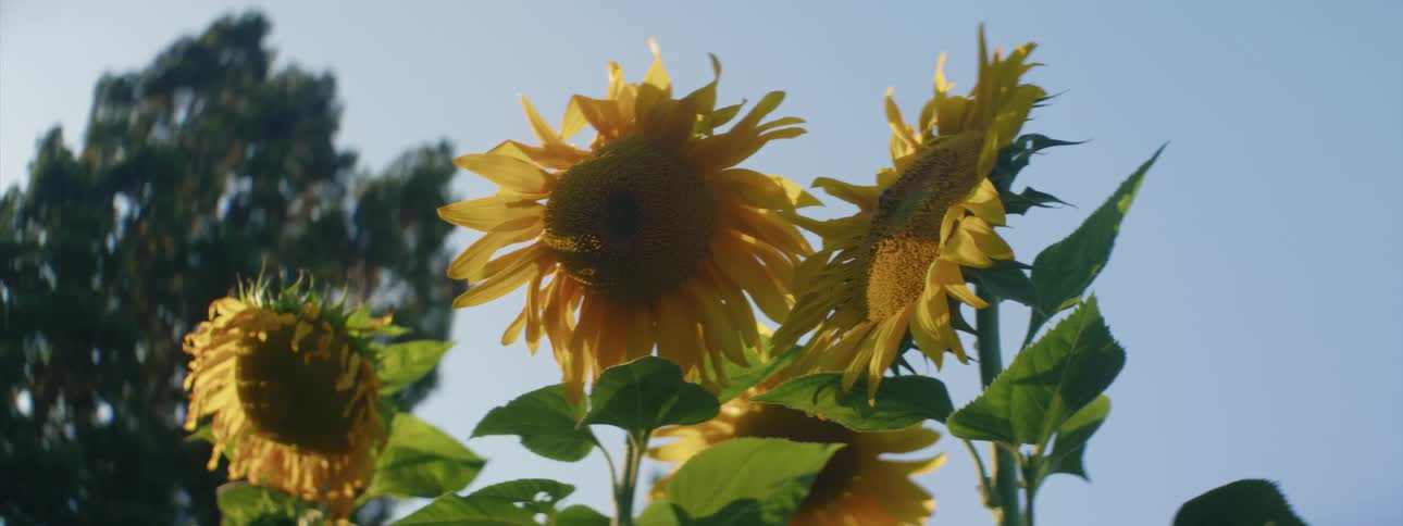 Close up of sunflowers with insects and a tree in the background with blue skies