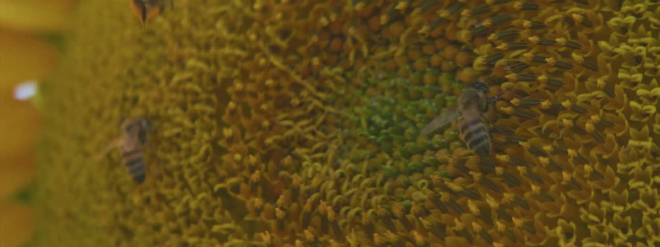 Bees pollinating on a sunflower