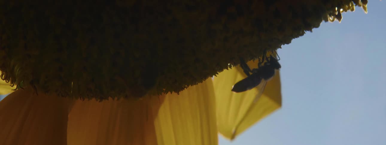 A bee flying around a flower outside