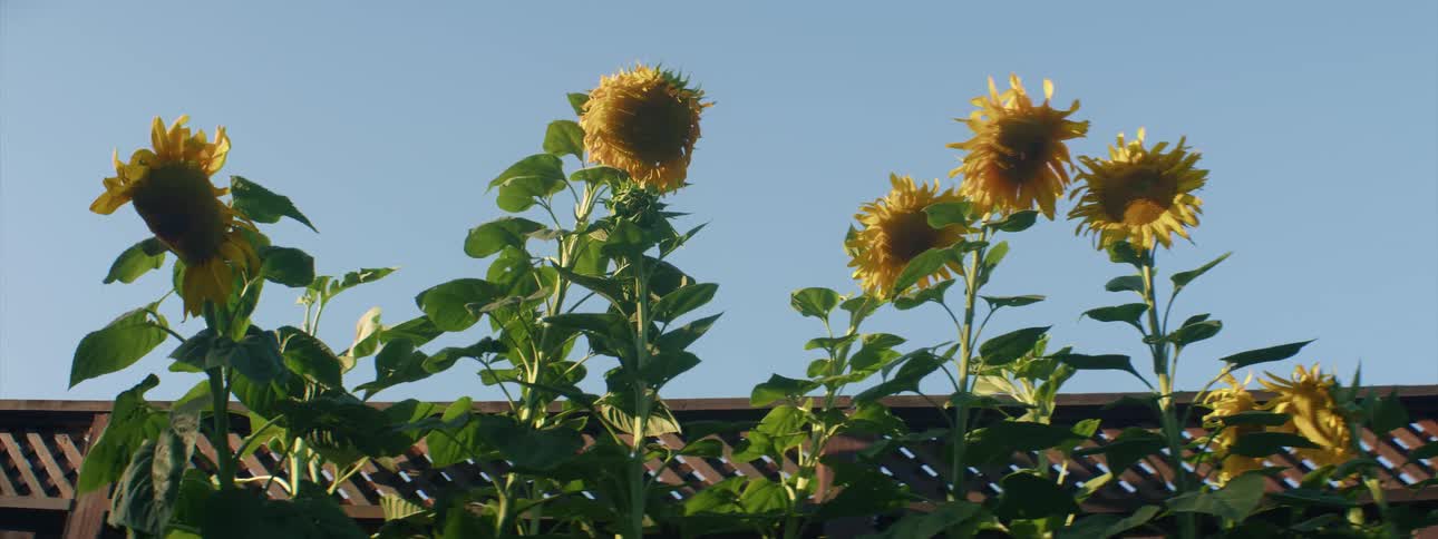 Sunflowers with tall stalks and full leaves in front of a fence on a clear day