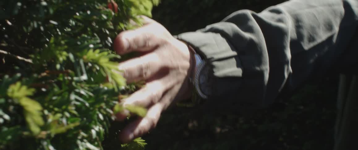 Person walking between tall bushes on a sunny day running their hands across plant surfaces