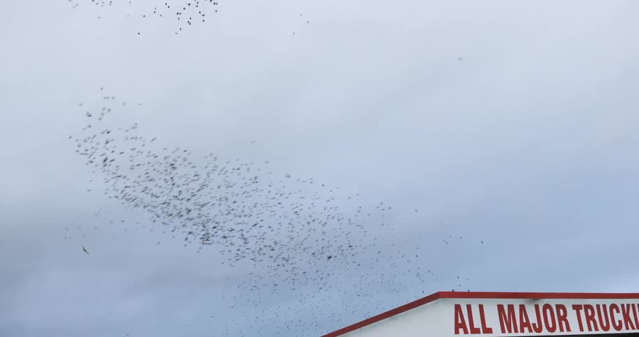 A flock of birds fly back and forth in an overcast sky above a gas station