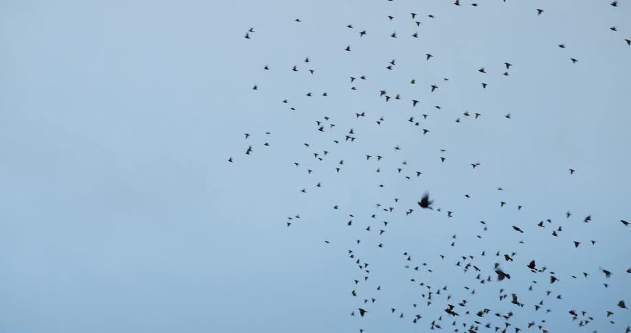 A flock of birds flying over the grasslands and some parked vehicles