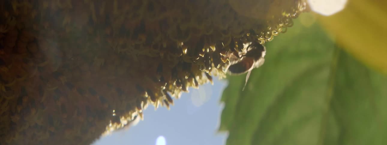 A honey bee flying around honeycomb