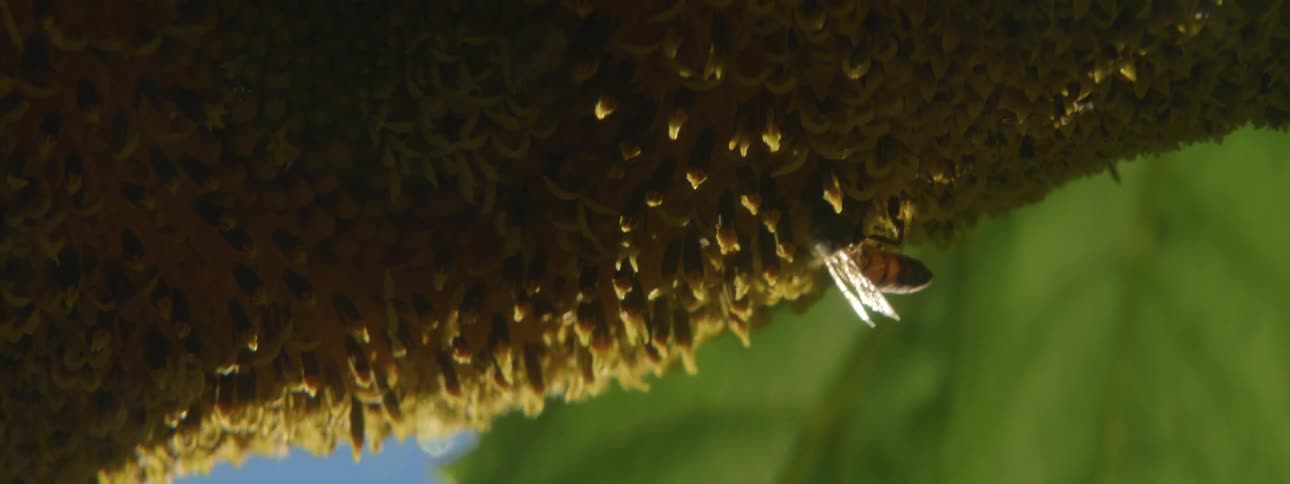 A bee collects pollen from a plant on a sunny day