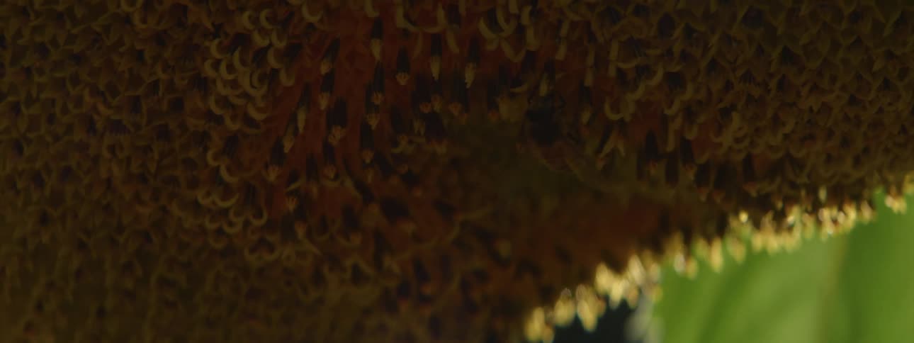 Close up of a bee on a honeycomb or hive
