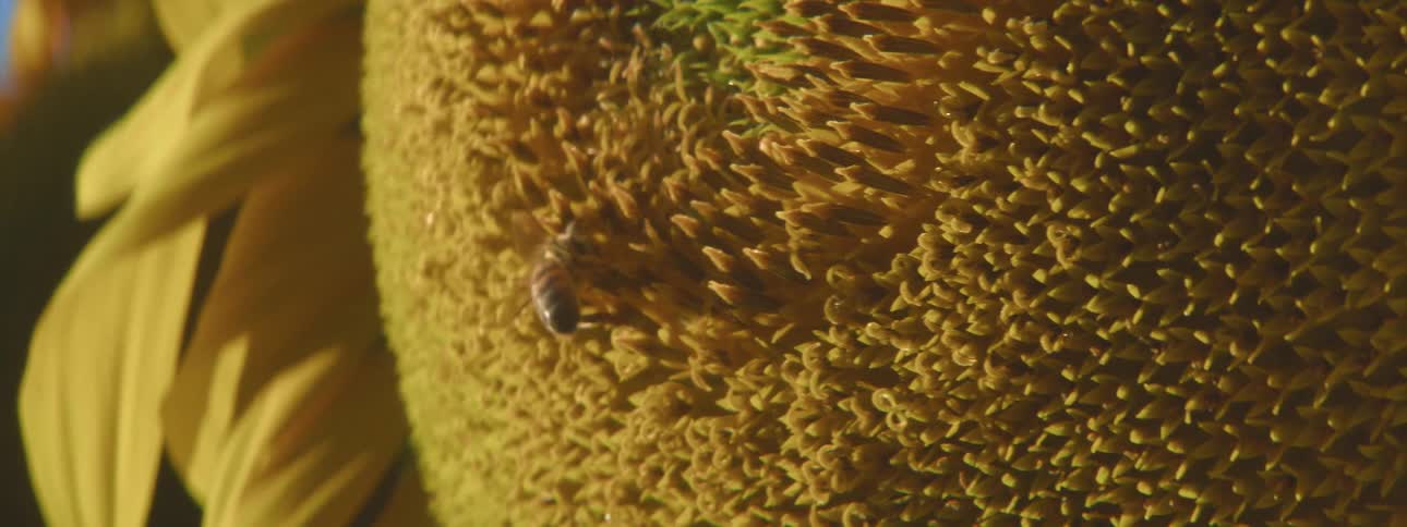 Bee crawling around on the surface of a sunflower in the daytime