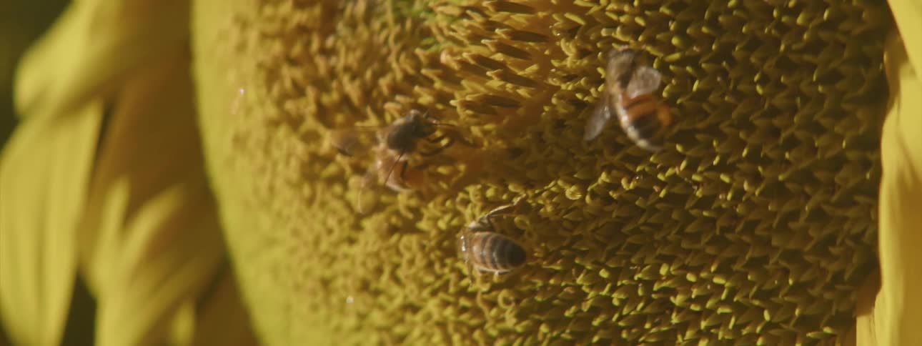 Bees are pollinating on sunflower