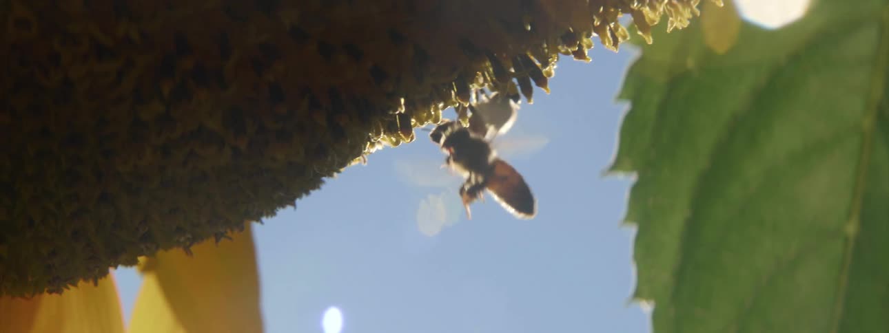 Bees are on sunflower pollinating