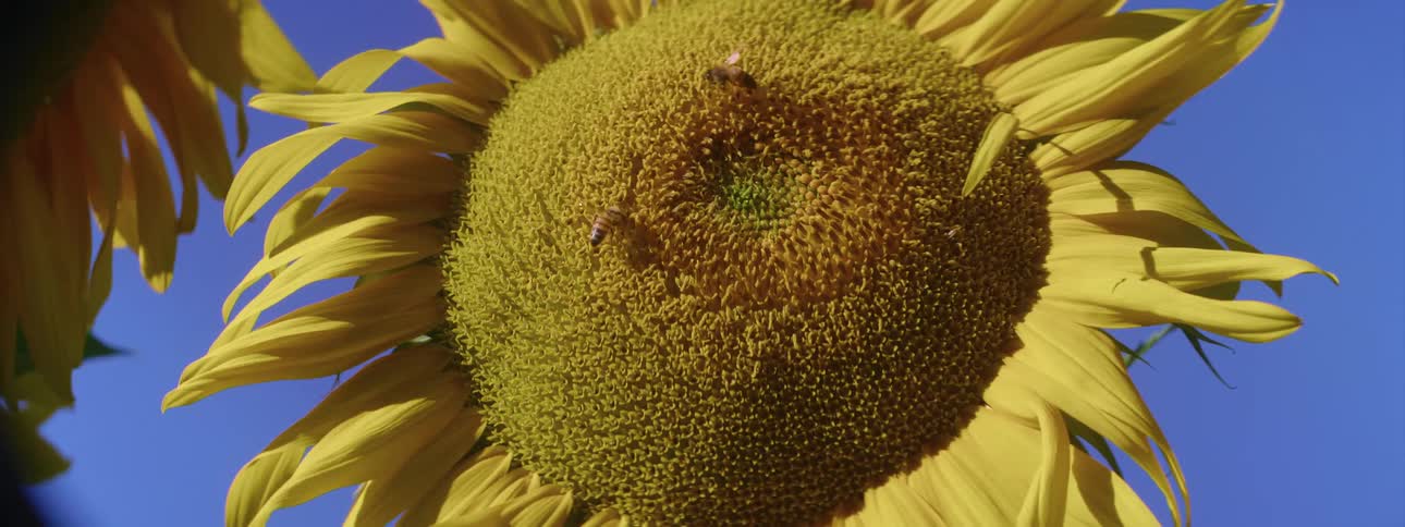 Close up of a sunflower with bees outside on a sunny day