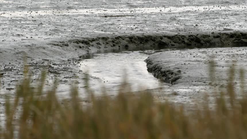 Creek flowing around a bend with a wet and muddy bare shore on either side