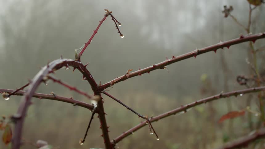 Branch with thorns out in nature on a rainy day