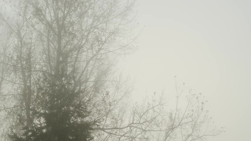View of a bare tree in the fog