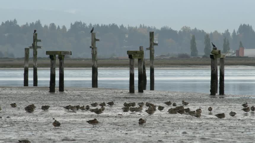 Dozens of small brown birds rest on the beach and on wooden posts at a large lake