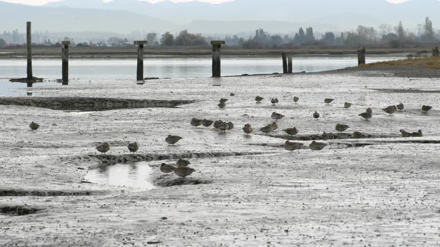 The birds are standing on the iced over river