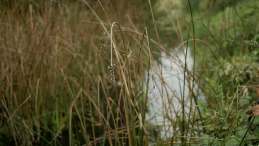 Several pieces of bent over grass with seeds on top in front of a creek and green plants