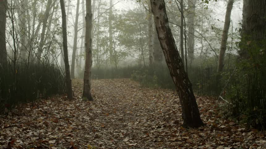 A path through the forest is covered with fallen brown leaves
