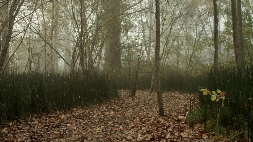 View of a track and trees in fog in the woods