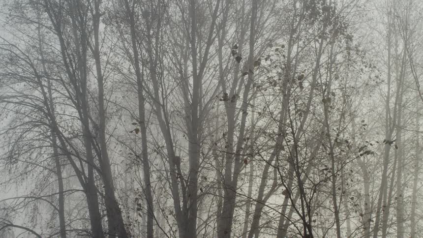 Tops of trees in a misty forest