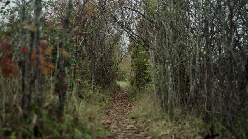 Path covered in leaves goes through a tunnel of trees with grass and other plants to the side