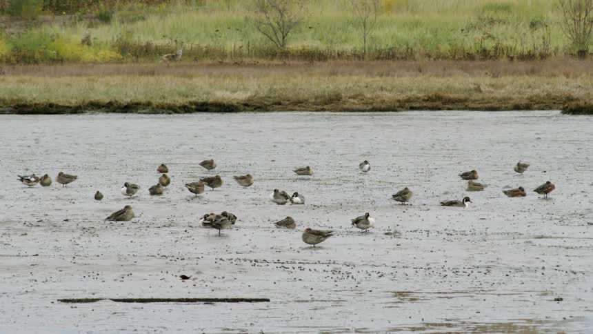 Family of ducks walking around and sleeping in day light