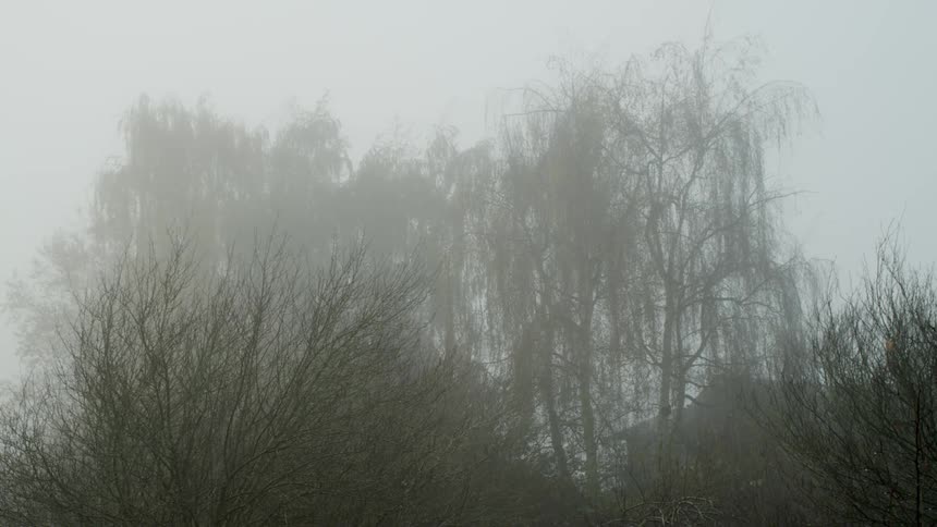 A misty forest with willow trees at daytime