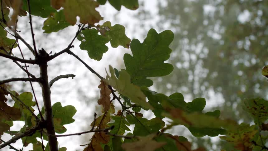 Leaves that have started turning red in the wind on their branches with other trees in the background