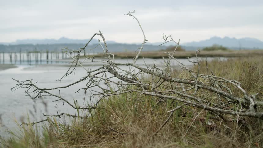 Dead branch lays on grassy ground in front of lake with mountains in the distance