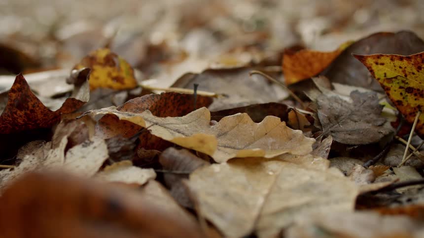 Leaves have changed color and fallen from trees onto the ground
