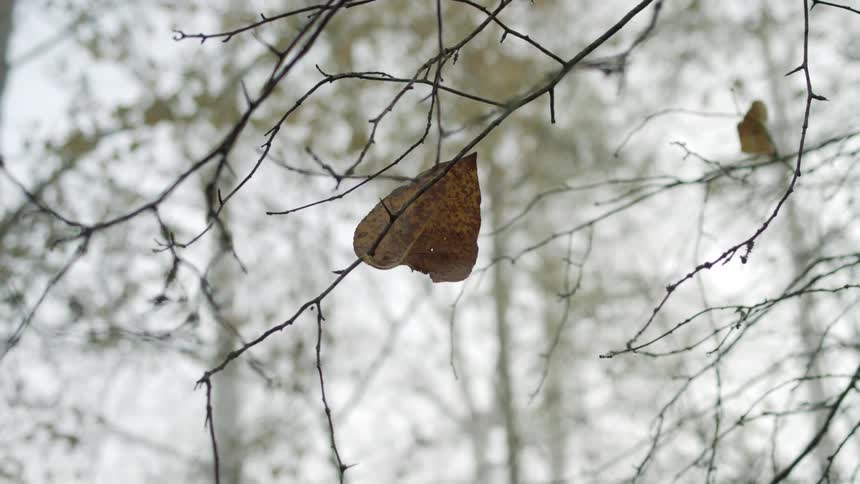 A lone leaf on a thin branch of a tree vibrates in the wind