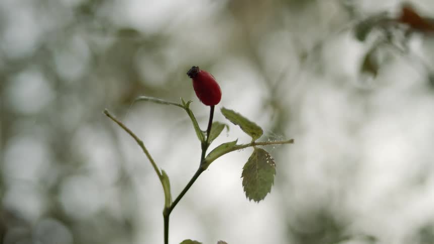 Flower bud on a stem flowing lightly in the wind on a foggy day