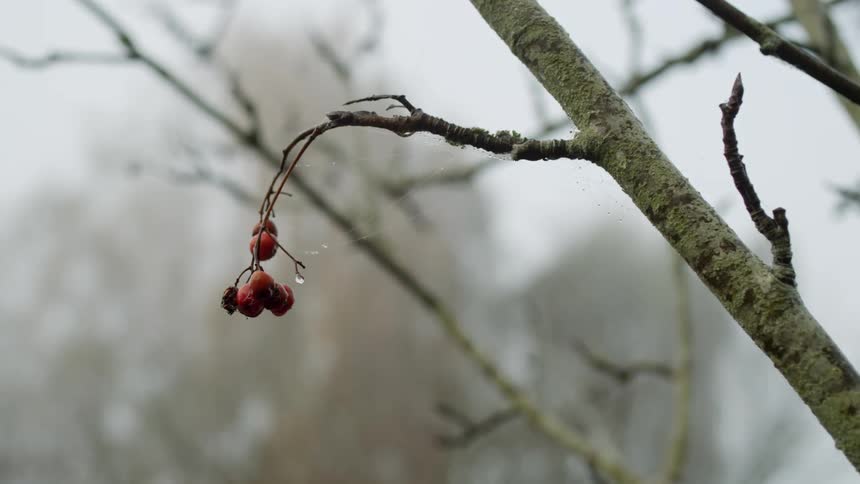 Branch on a tree with a single red fruit hanging towards the edge