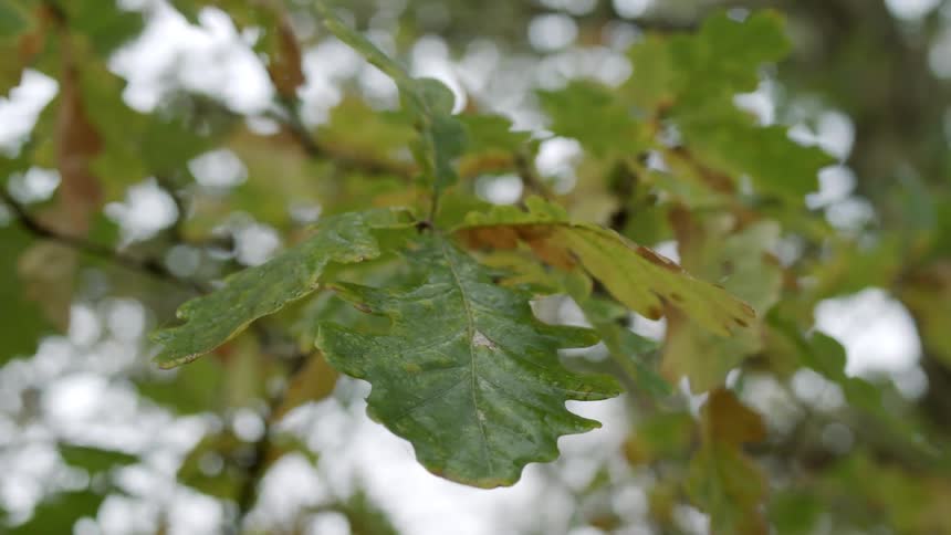 Leaves waver with the wind